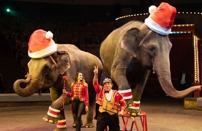 Итальянский Новый год "Шоу слонов и тигров"